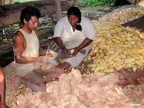 Cleaning the Manioc