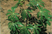 Manioc Plant