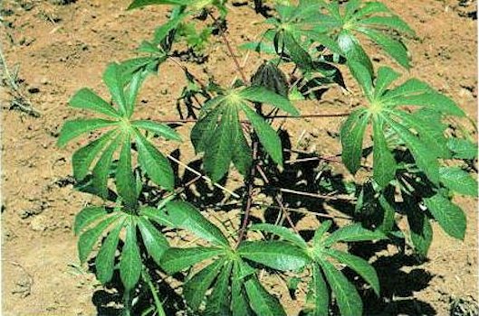 Manioc Plants