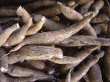 Manioc Roots