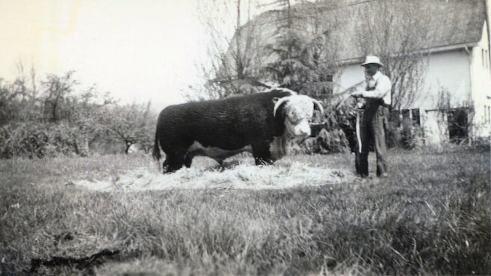 Royaldel Farms Prize Bull