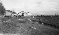 Cow Barns