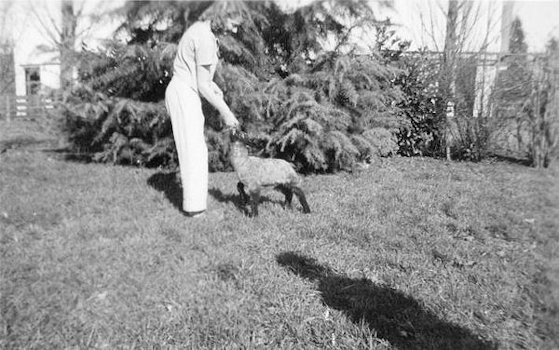 Bernice Feeds Lamb