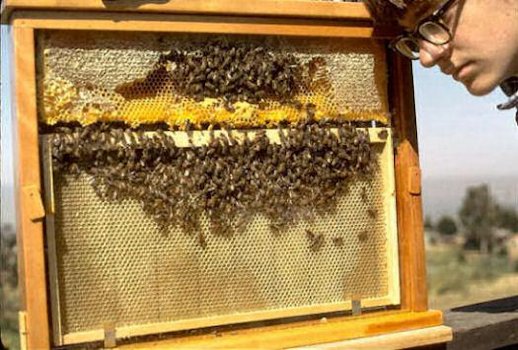 Chet Checks Our Bedroom Hive