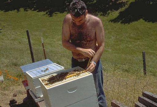 Dad Works on the Bee Hives