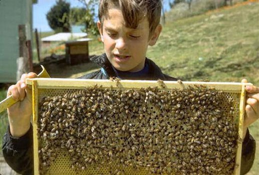 Landon Checks on the Bees