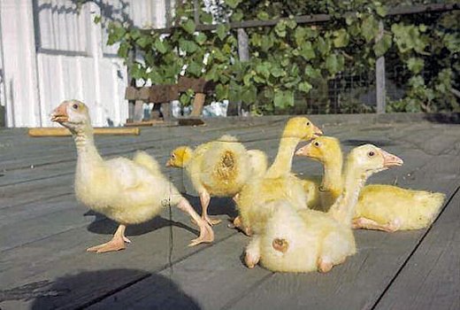 Our Gosling Crop