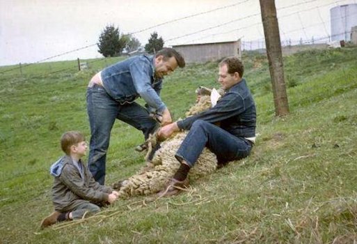 Dad Shears Sheep