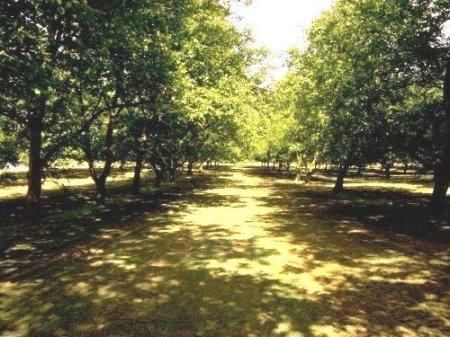 Walnut Orchard on Royaldel Farms
