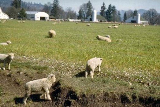 Royaldel Farms Sheep Herd