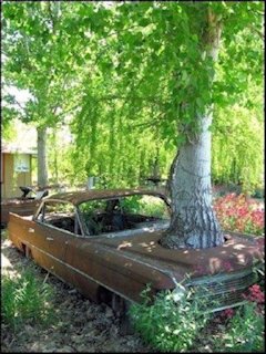 We Don't Drive it Anymore - Tree 1