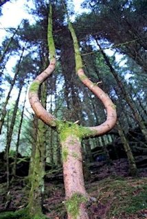 Fascinating Tree with a Split Personality - Tree 6