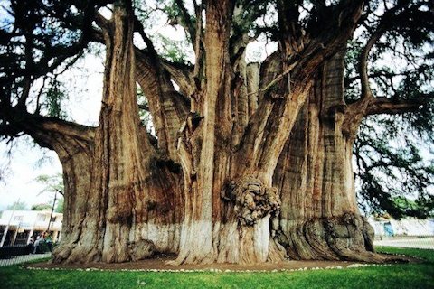 A Colossal Behemoth - Tree 21