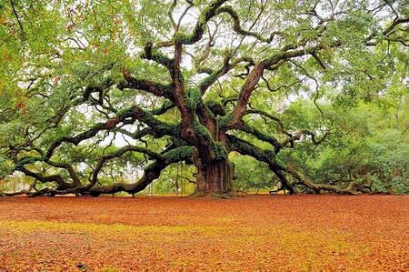 A Colossal Giant - Tree 23