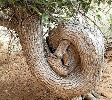 All Curled Up - Tree 25