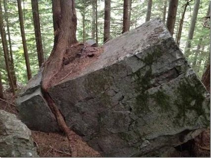 Tree Growing through Rock - Tree 28