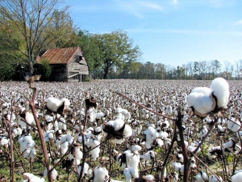 Cotton Fields  