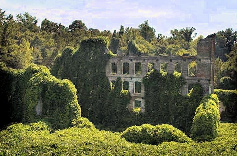 Kudzu Covered Hills  