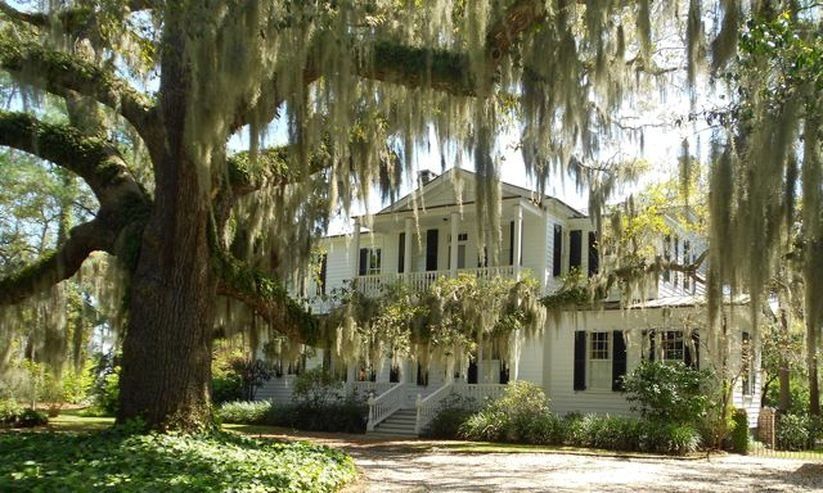 Spanish Moss   