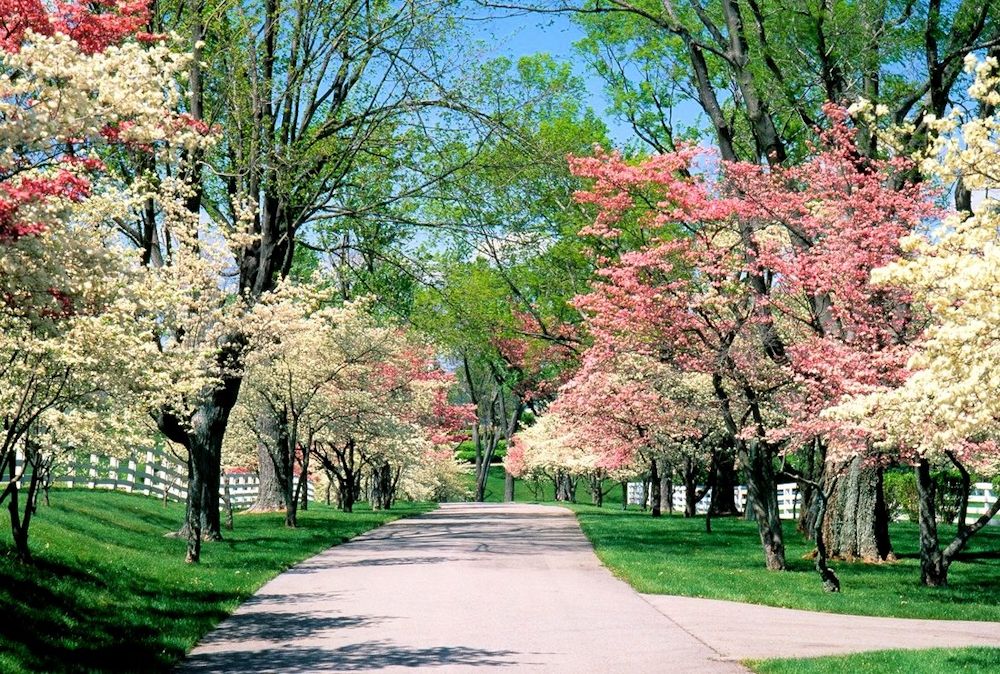 Dogwood Trees  