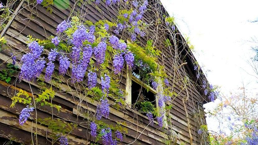 Climbing Wisteria  