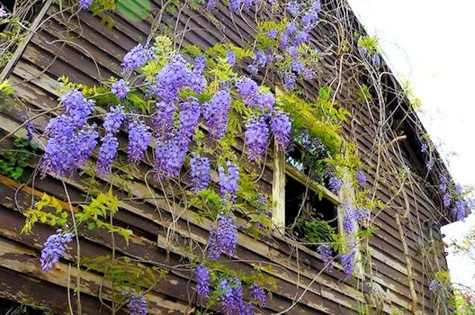 Wisteria - Scene 25