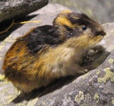 Lemming