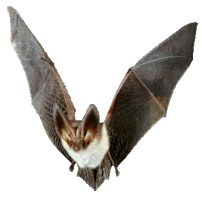 A Bat