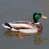 A Duck