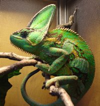 A Chameleon