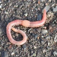 An Earthworm