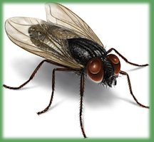 A Housefly