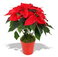 Poinsettia