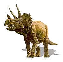 Triceratops