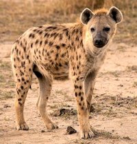 Hyena