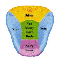 Tongue Taste Buds Map