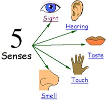 Five Senses