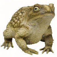 Toad