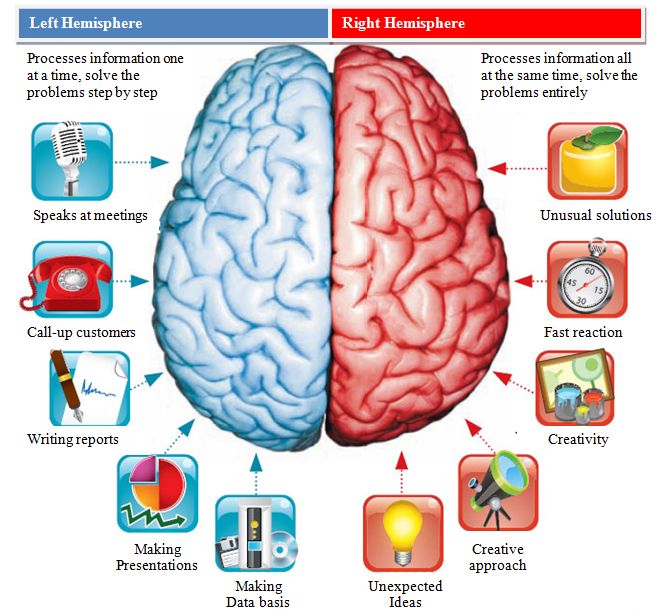 Left/Right Brain Hemispheres