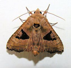  Moth 