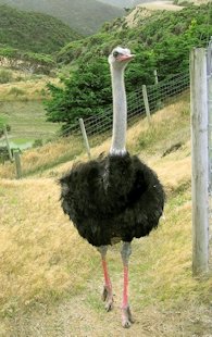 Ostrich