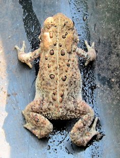 American Toad