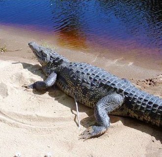 Crocodile