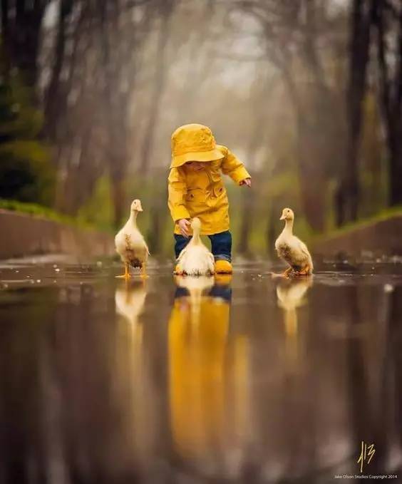 LIttle Child and Ducks