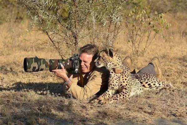 Cheetah Helps Photographer    - Page 12