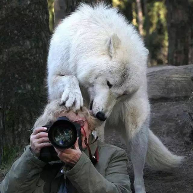 Wolf Helps Photographer    - Page 15