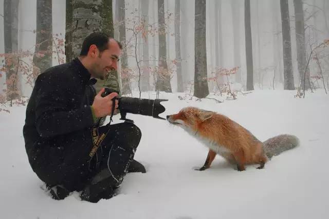 Fox Greets Photographer    - Page 16