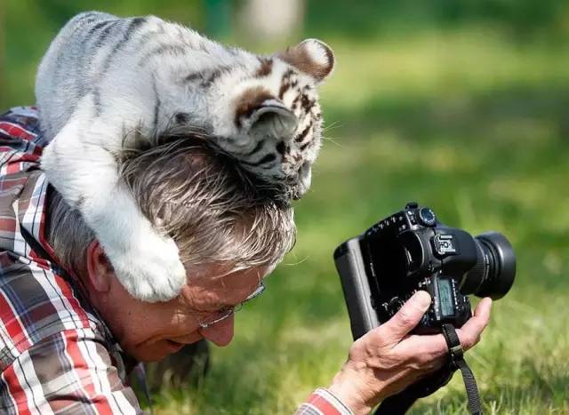 Tiger Cub Loves Photographer    - Page 25