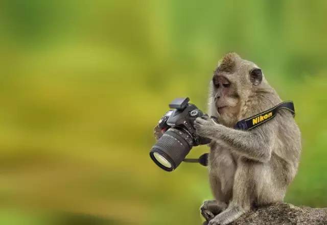 Monkey Loves Nikon Camera    - Page 28