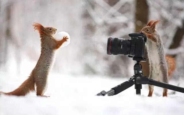 Squirrel Shoots Friend with Camera    - Page 30